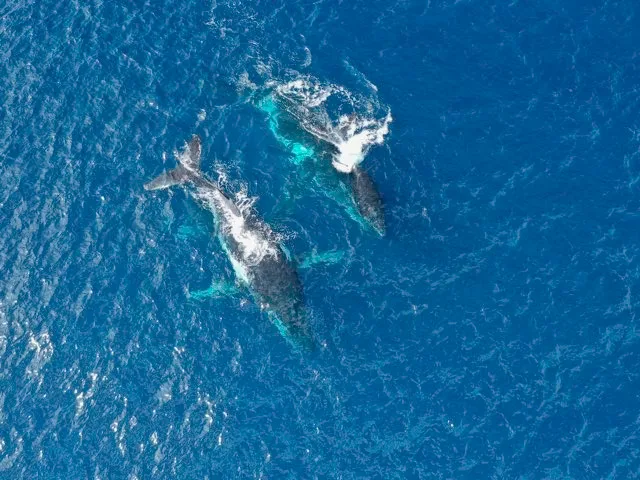 baleine NRL