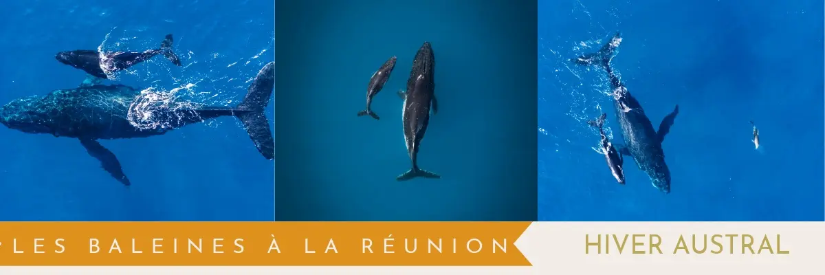 baleines